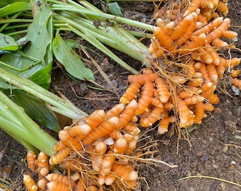 Radici di curcuma fresche 100% biologiche (rizomi) per la semina (Curcuma Longa) Radici vive, 2 radici in omaggio (2-20) Consegna gratuita.