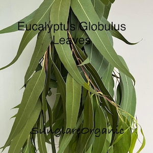 Hojas secas de eucalipto globulus orgánico, té de hierbas, aromaterapia, popurrí, uso artesanal, hojas caídas y verdes de forma natural, entrega gratuita.