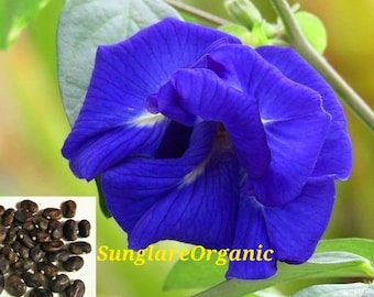 Semi di pisello farfalla blu multistrato biologici per piantare, CLITORIA TERNATEA VINE fioritura rapida a base di erbe (130+ - 430+ semi) Consegna gratuita