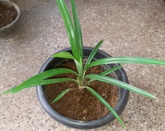 Boutures de plantes vivantes de Pandan biologiques et boutures de racines de Pandanus (Racines de 7 cm) (Pulao Plant \ Costus lgneus) Livraison gratuite.