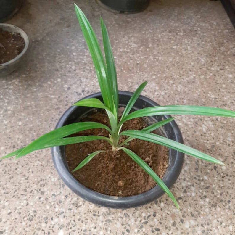 Organic Pandan Live Plants and Pandan Plant Roots cuttings7 cm Roots Pulao Plant Costus lgneus For Planting Free Delivery.. image 1