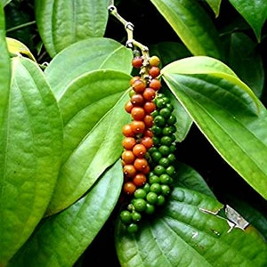Black Pepper Plant (piper nigrum)  (30 - 50 ) Seeds  ,  Stems Cuttings( 02 - 04)For Planting. FREE DELIVERY