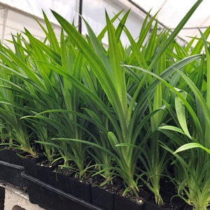 Biologisch Ceylon-pandanbladeren en -bladpoeder, amaryllifolivs, pandanus (75 - 225 g) Gratis verzending uit Sri Lanka.
