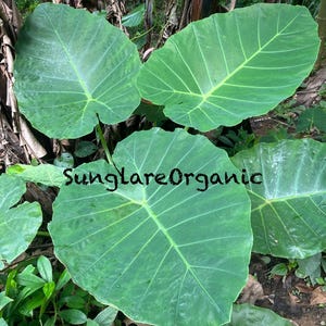 Peut inclure: Gros plan sur de grandes feuilles vertes d'oreille d'éléphant avec des nervures proéminentes. Les feuilles sont d'un vert vif et ont une surface texturée. Le texte "SunglareOrganic" est visible sur l'une des feuilles.