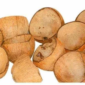 May include: A group of dried coconut shells, some with the husk still attached, arranged in a pile. The shells are a light brown colour and have a rough texture.
