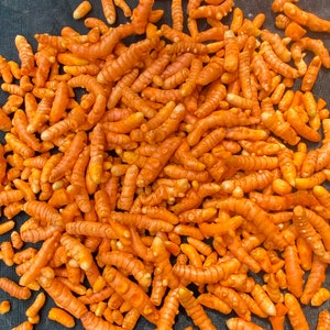 Può includere: Una grande collezione di rizomi di curcuma crudi e non sbucciati sparsi su una superficie scura. Le radici sono nodose, cilindriche e mostrano un vibrante colore arancione-giallastro con una buccia strutturata e segmentata.