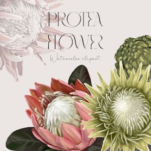 Mariée Tropical Protea Clipart Fleur d’été PNG