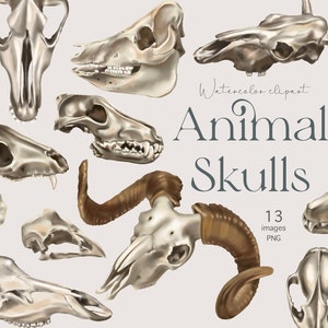 Череп животного акварель кости Хэллоуин клипарт PNG