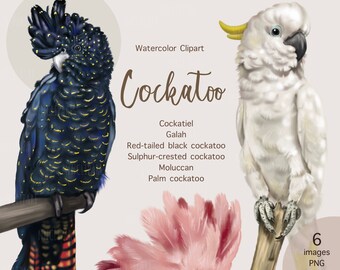 May include: Watercolour clipart of six different types of cockatoos, including a cockatiel, galah, red-tailed black cockatoo, sulphur-crested cockatoo, Moluccan cockatoo, and palm cockatoo. The cockatoos are depicted in a realistic style with detailed feathers and bright colours.