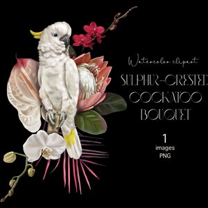 Sulphur-crested cockatoo Parrot Watercolor birds clipart sublimation Bouquet Tropic nursery art realistic jungle