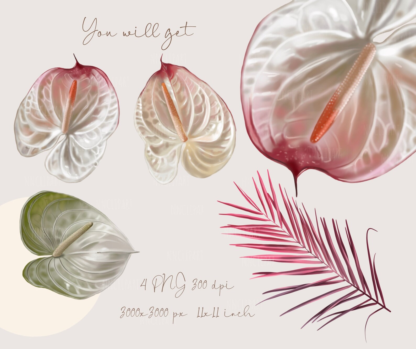 Wedding Flower Anthurium Clipart Realistic PNG Digital Paper - Etsy