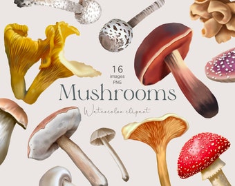 May include: A collection of 16 watercolor illustrations of various mushrooms. The mushrooms are in different colors, shapes, and sizes. The illustrations are perfect for adding a touch of nature to your designs.