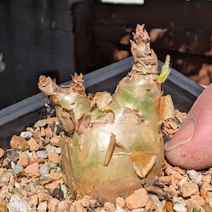 May include: A close-up of a succulent plant in a black pot, surrounded by small rocks. The plant has a bulbous, light green base with brown, papery layers and small, brown offshoots. A finger is visible on the right side of the image.