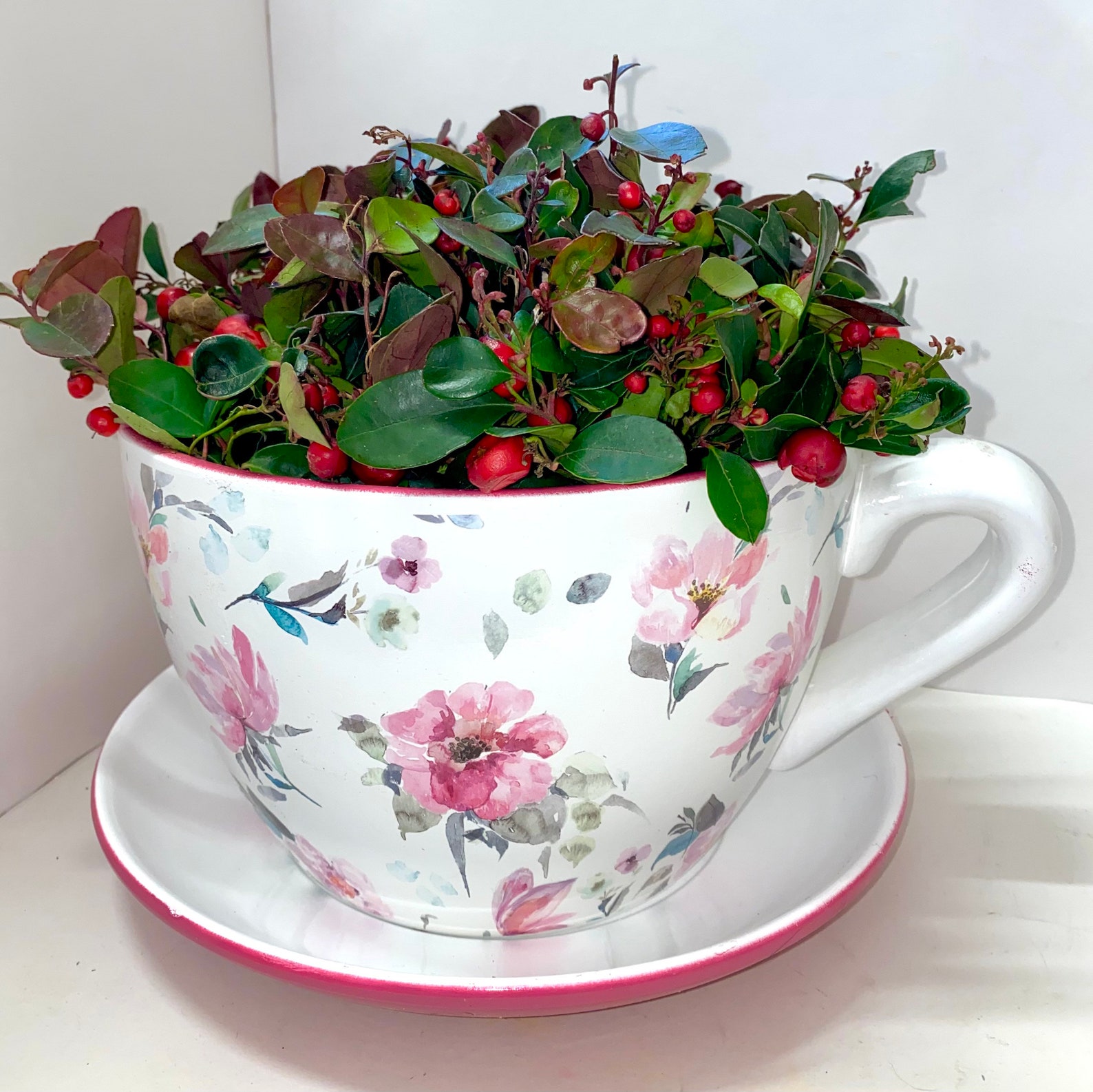 Giant teacup planter with tea berry bush Etsy