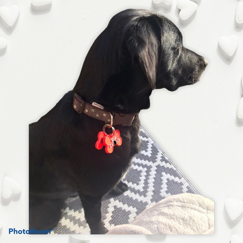 Dog ID Tag Safety Dog Tag Microchipped Spayed Dog Tag Etsy UK