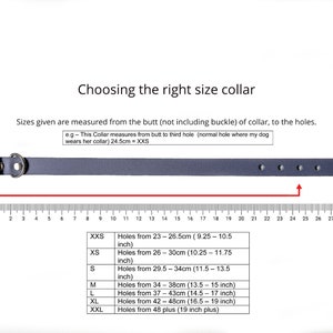 May include: A gray dog collar with a silver buckle and multiple holes for adjustment. A ruler in centimeters is shown below the collar to help determine the correct size. A chart lists the collar sizes in inches and centimeters, along with the corresponding hole measurements.