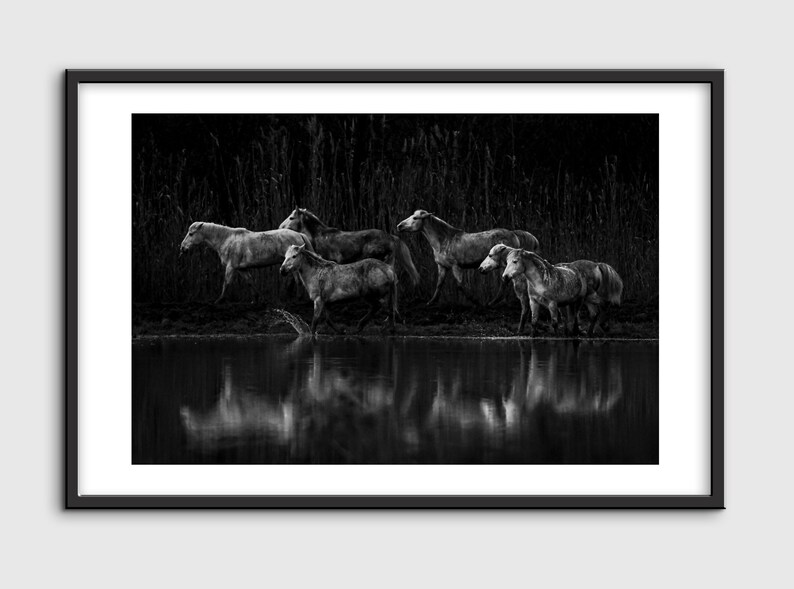 Black and White Fine Art Photography Print wild Horses Fine Art Print ...
