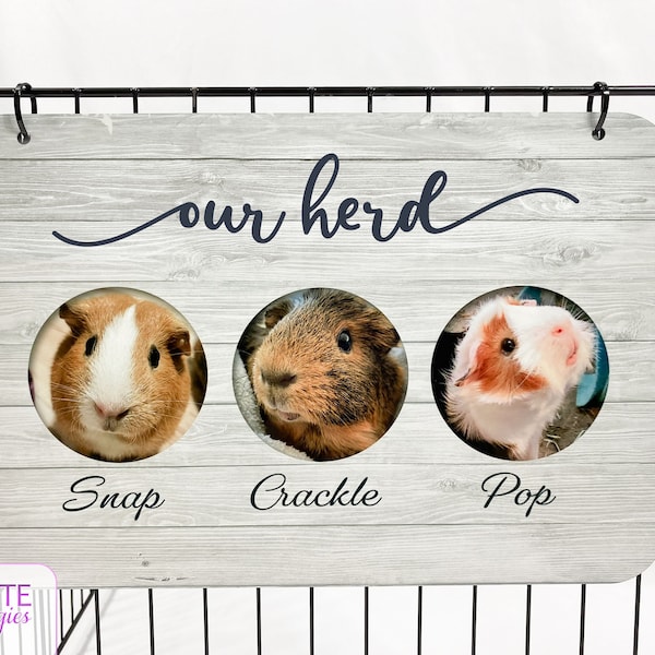 Guinea Pig Cage - Etsy
