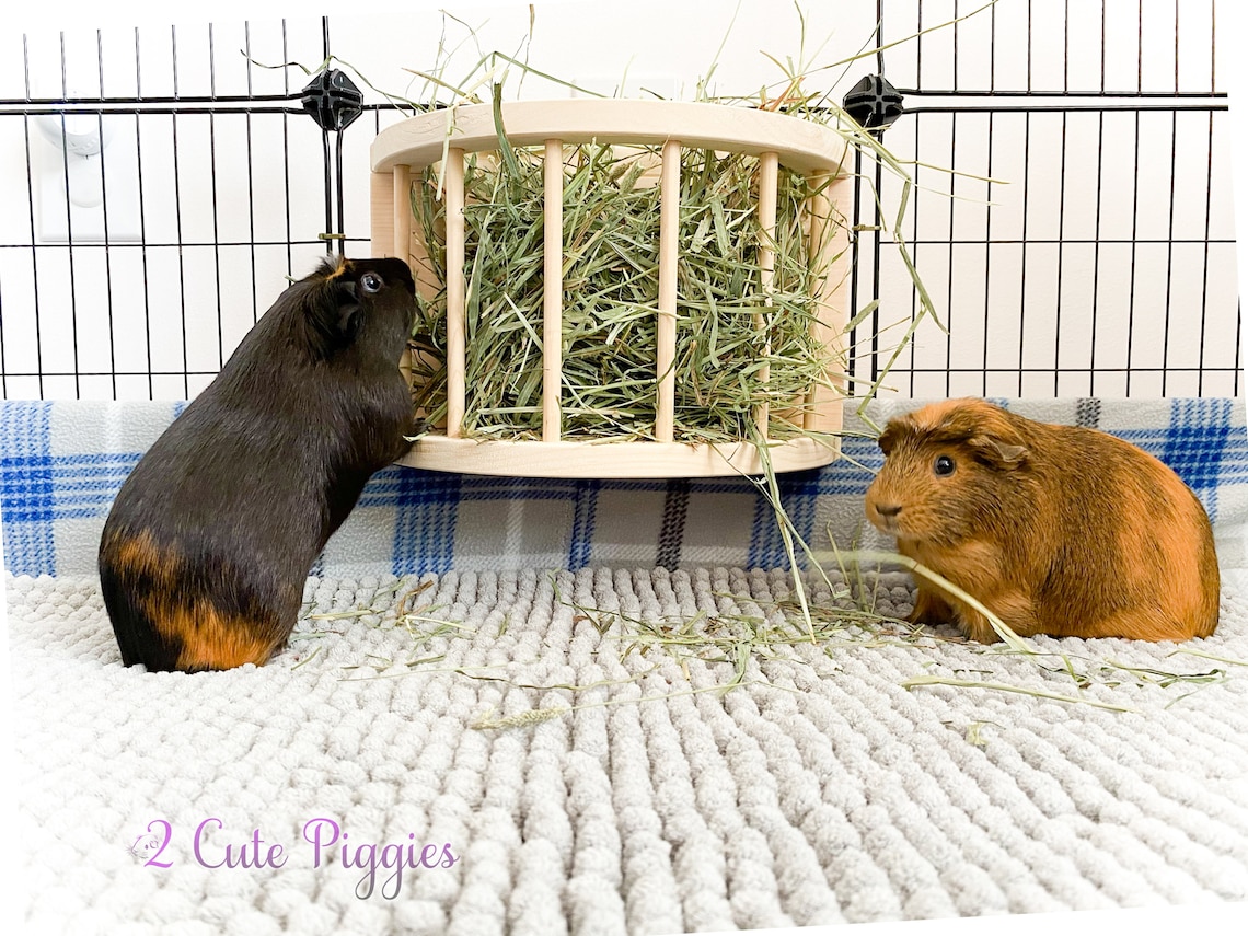 Curated visual reference: Picture Idea: Hay Feeder For Guinea Pigs Guinea Pig Hay Feeder Chinchilla