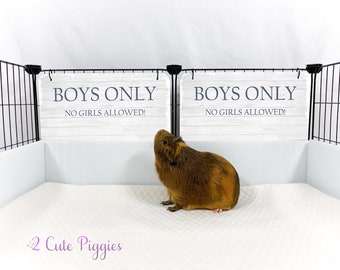 Guinea Pig C&C Cage Decorative Panel - BOYS ONLY
