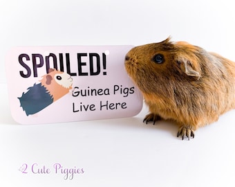 Guinea Pig Cage Tag - Spoiled! Guinea Pigs Live Here