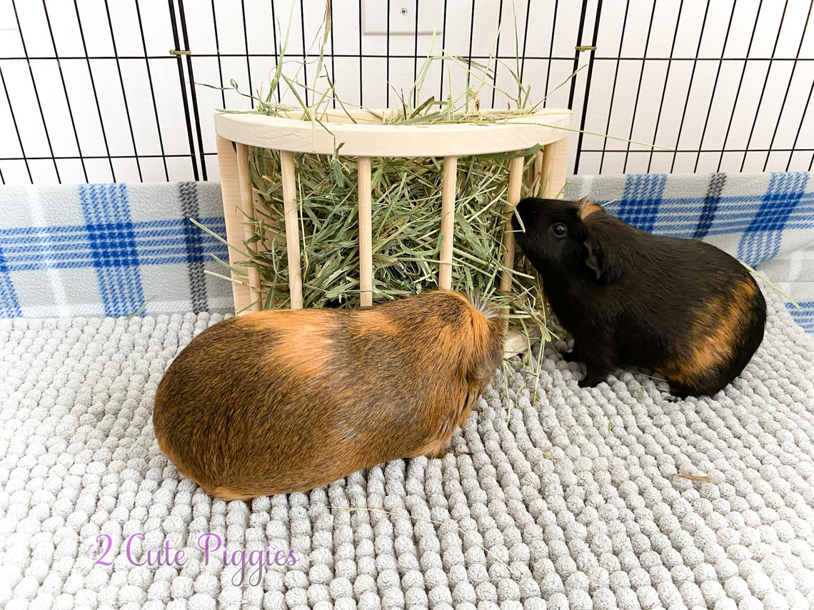 Guinea Pig Hay Feeder Chinchilla Hay Feeder Rabbit Hay Etsy