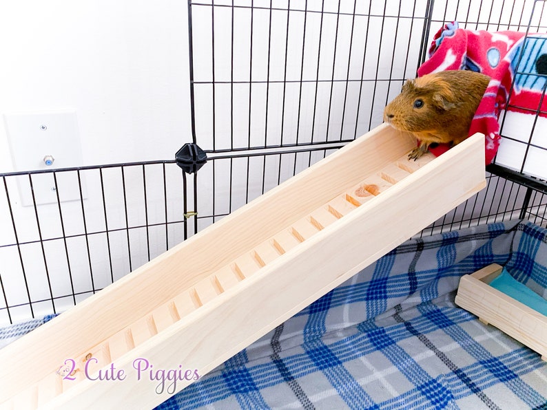 5.5 Guinea Pig Ramp With Sides Guinea Pig Accessory Etsy