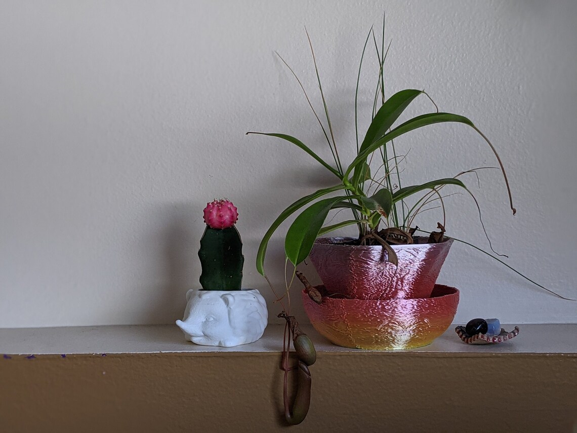 Carnivorous Plants Pot Etsy