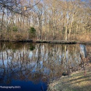 May include: A serene landscape featuring a calm body of water reflecting the bare trees and the sky. The water's surface mirrors the surrounding forest, creating a symmetrical image. A fishing rod leans against the bank, suggesting a peaceful outdoor setting.