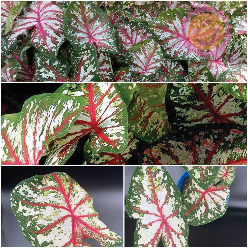 1 Caladium 'Tapestry' Medium Size Plant Bulb | Etsy