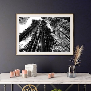 Muir Woods California Black and White Print, Muir Woods Wall Art Decor, Muir Woods Print, Muir Woods Printable Poster, California Coast