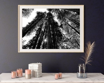 Muir Woods California Black and White Print, Muir Woods Wall Art Decor, Muir Woods Print, Muir Woods Printable Poster, California Coast