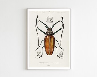 Giant Longhorn Beetle print - High Quality Art Paper - Remastered Archive Art Poster - Free UK Delivery