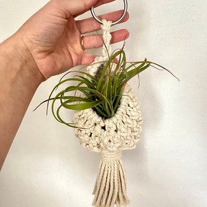 Air Plant Hanger