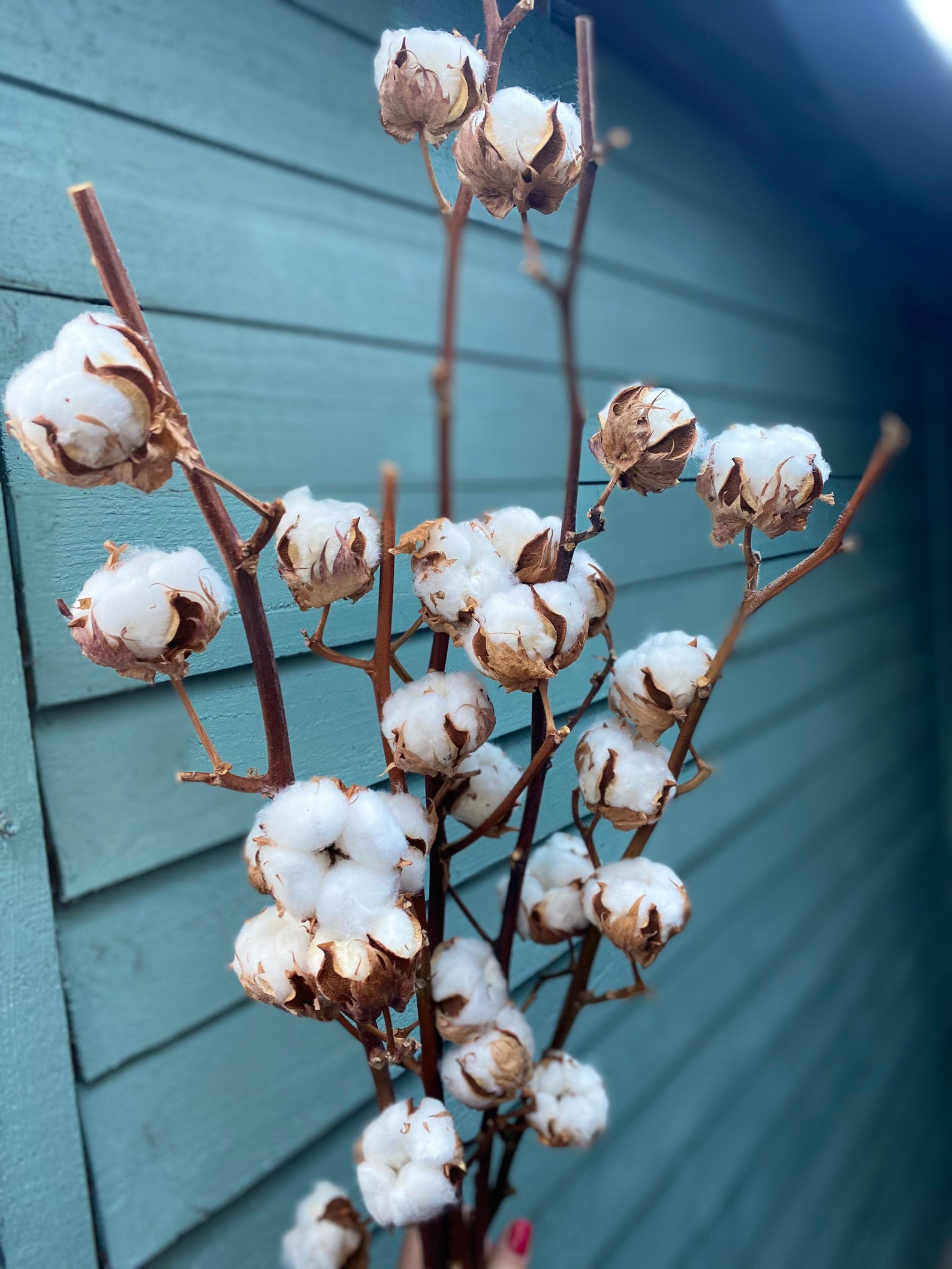 Real Dried Cotton Flower Stems 5 Stems 60cm Etsy New Zealand
