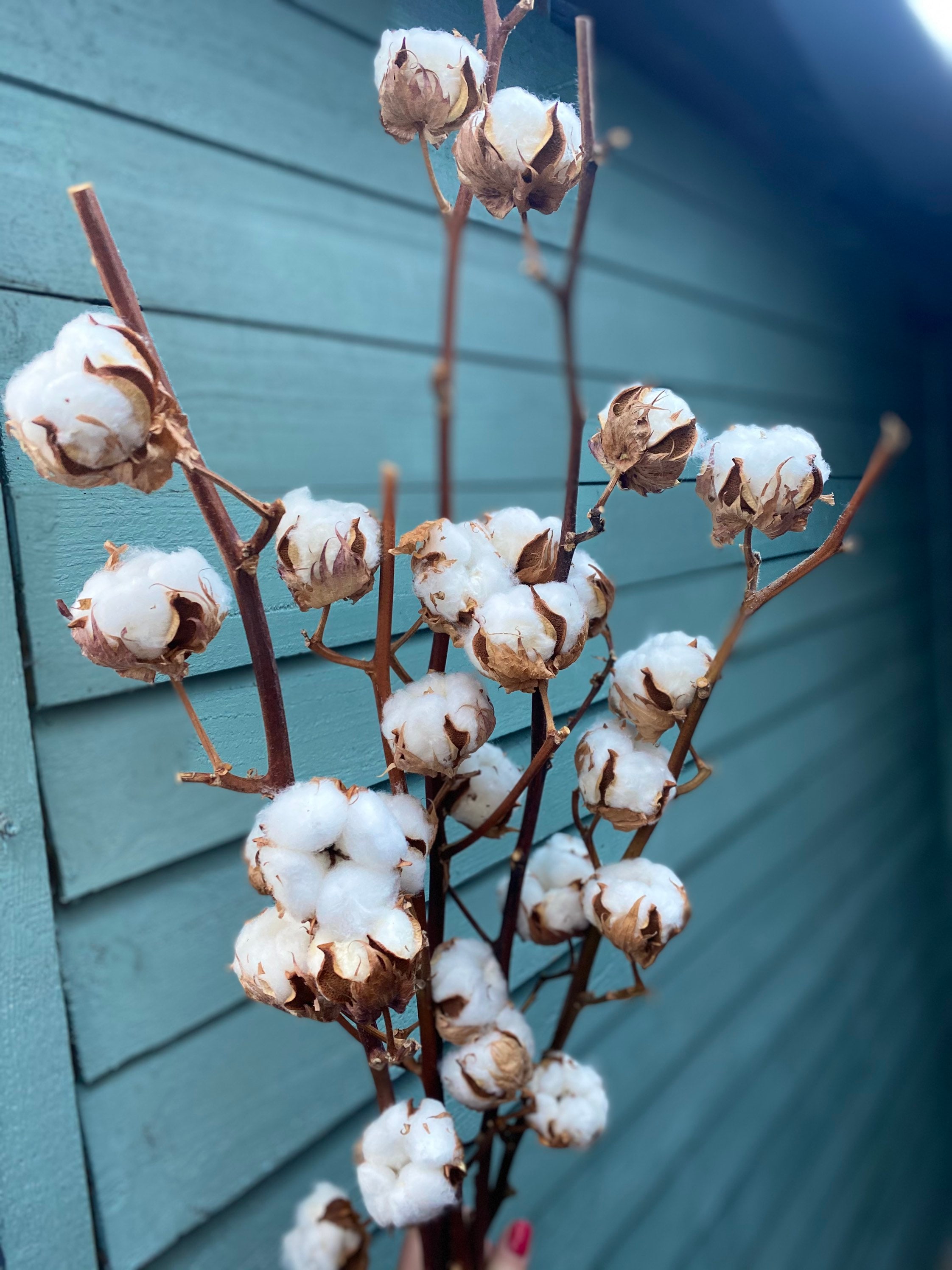 Real Dried Cotton Flower Stems 5 Stems 60cm Etsy New Zealand