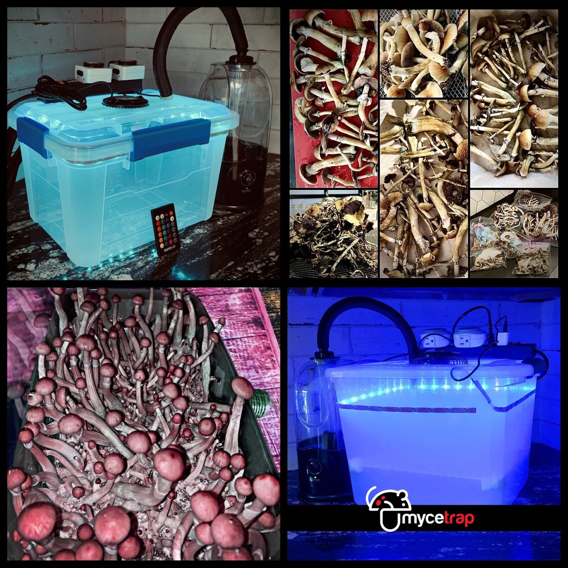 Automated Monotub Mushroom Grow Chamber Etsy