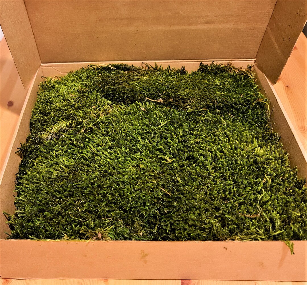 Premium Preserved Flat Moss Carpet Moss Terrariums Vivariums Wall Art