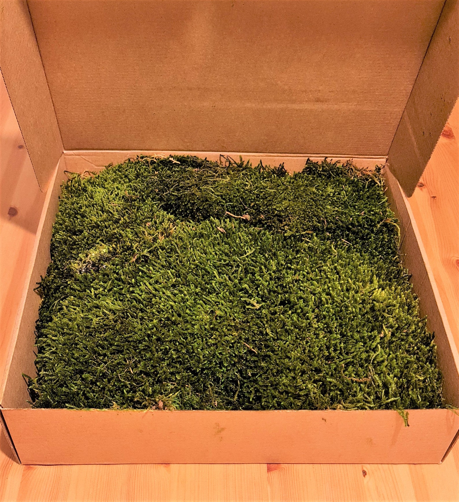 Premium Preserved Flat Moss Carpet Moss Terrariums Etsy UK