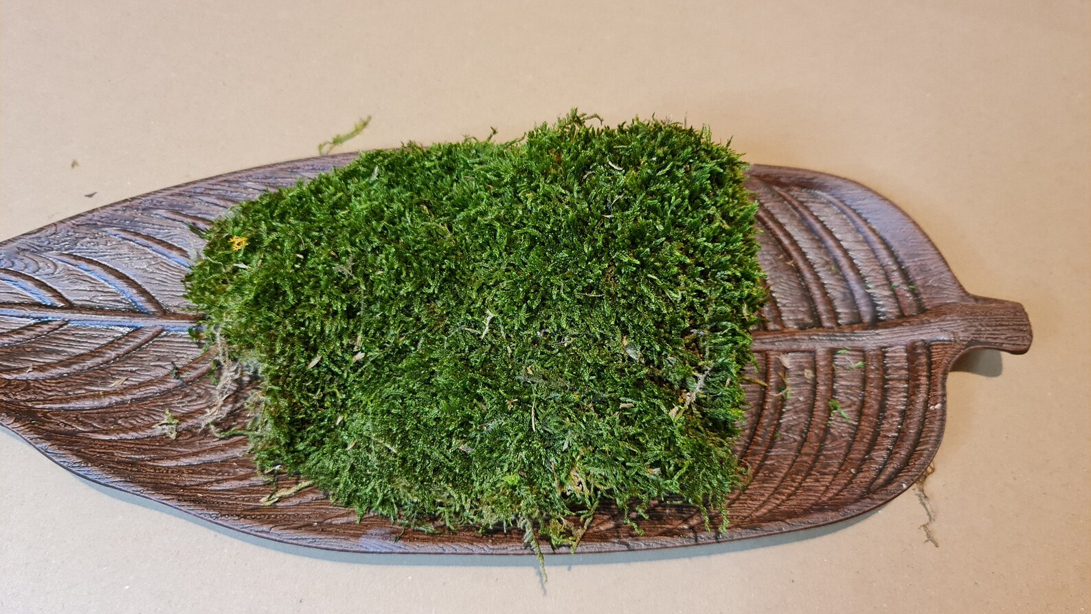 Premium Preserved Flat Moss Carpet Moss Terrariums Etsy UK