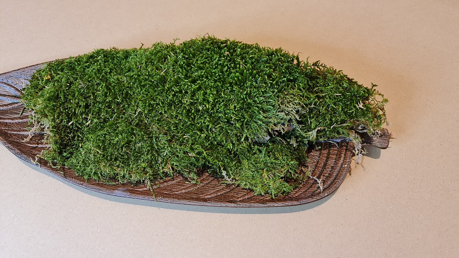 Premium Preserved Flat Moss Carpet Moss Terrariums Etsy UK