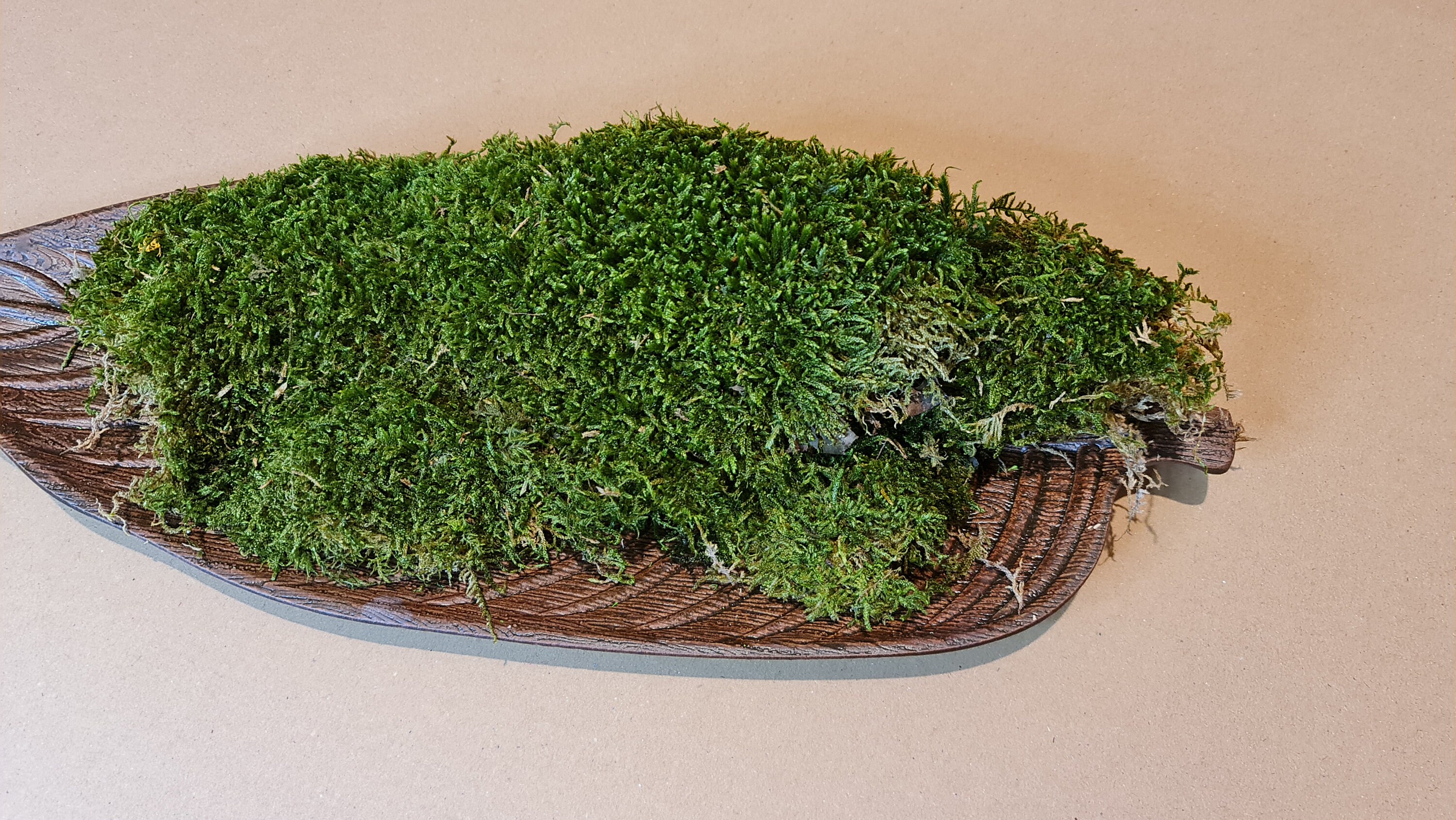 Premium Preserved Flat Moss Carpet Moss Terrariums Etsy UK