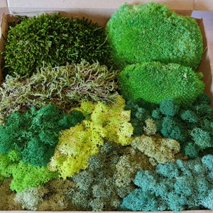 Box with Premium Natural, Preserved Reindeer Moss, Ball Moss, Flat Moss,  Lichen Airplant Decoration, Craft Flower