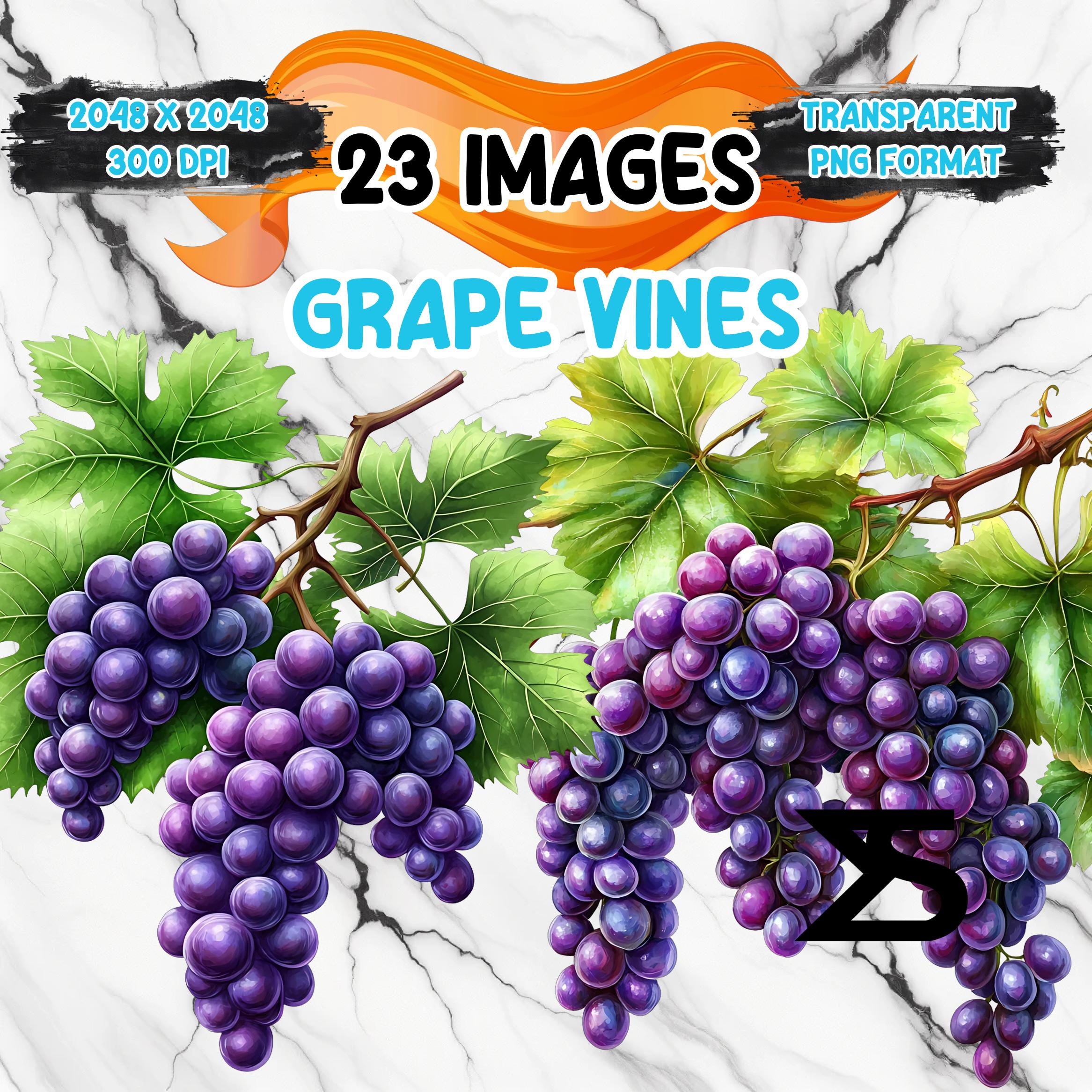 23 Watercolor grape vines, grape Clipart bundle, commercial use, digital download, instant download