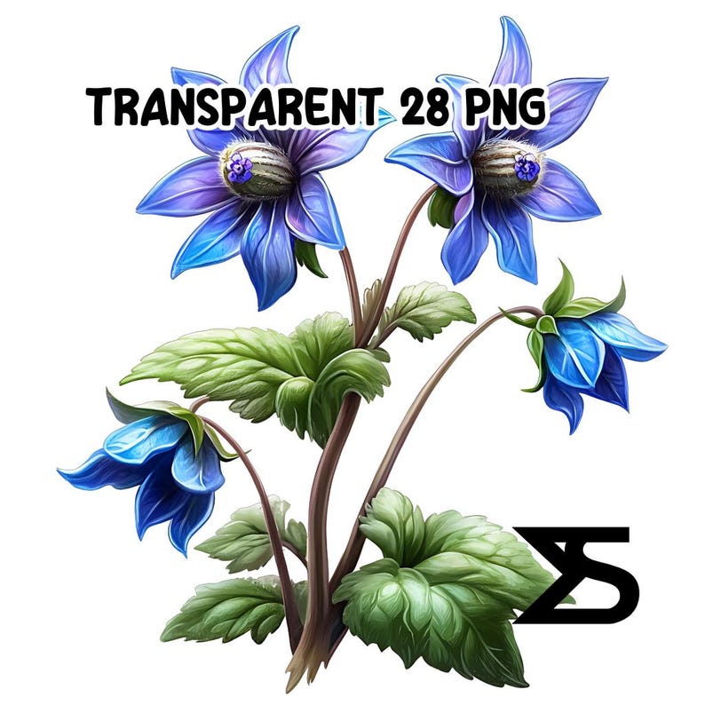 Watercolor Borage PNG Image on Transparent Background, Digital Sticker ...