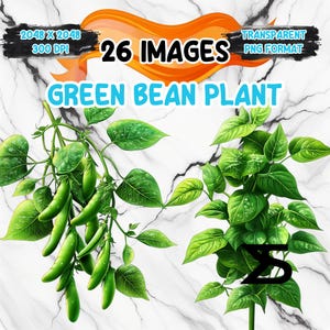 May include: Digital illustration featuring green bean plants with vibrant green leaves and pods. The image includes text that reads "26 Images" and "Green Bean Plant". The background is a marble texture.