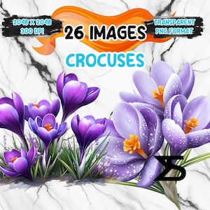 Peut inclure: 26 images de crocus violets avec des gouttes de rosée sur les pétales. Les fleurs sont disposées en grappe et ont un fond blanc.