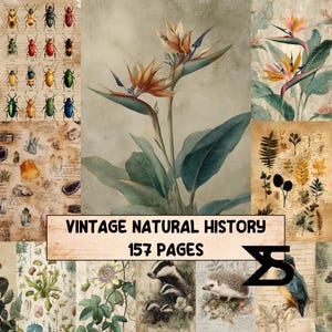 Puede incluir: Un collage de estilo vintage con ilustraciones botánicas y entomológicas. La imagen presenta dibujos detallados de insectos, cristales y plantas, con un enfoque central en una flor de ave del paraíso. El texto dice "Vintage Natural History 157 Pages."