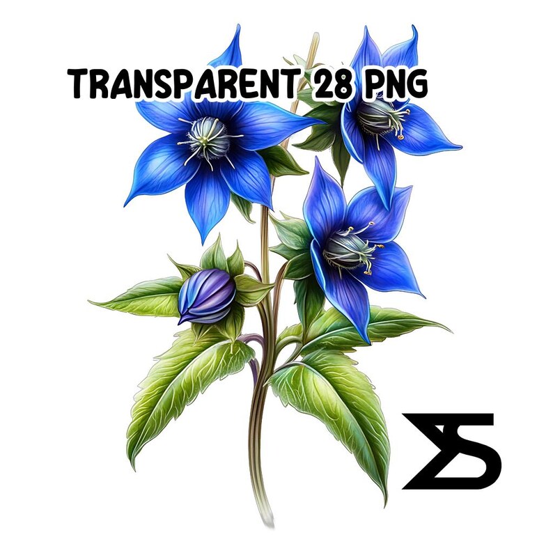 Watercolor Borage PNG Image on Transparent Background, Digital Sticker ...