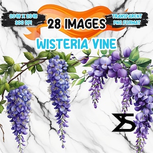Watercolor Wisteria Vine PNG Image on transparent background, digital Sticker/Scrappbooking, commercial use, instant digital download
